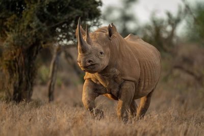 Black rhino