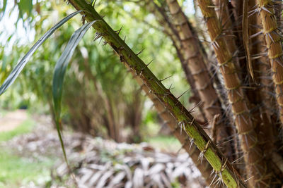 Close-up of bamboo trees in forest