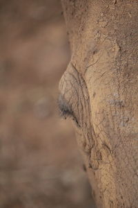 Close-up of tree trunk