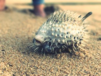 Close-up low section of insect on ground