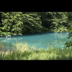 Reflection of trees in lake