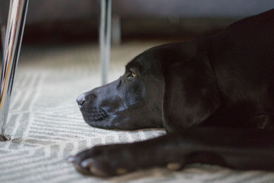 Close-up of dog looking away at home