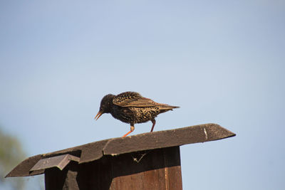 Low angle view of eagle perching on wooden post against sky