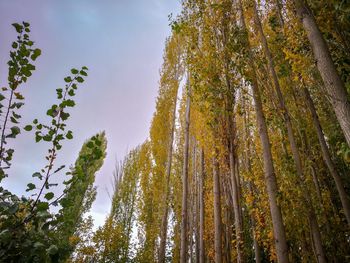 Low angle view of trees in forest against sky