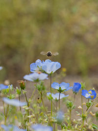 Close-up of bee pollinating on purple flower