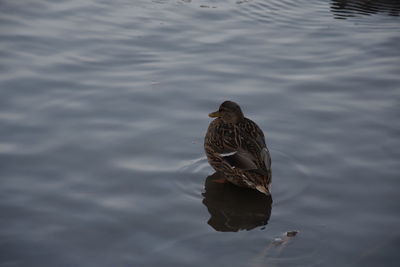 High angle view of duck swimming in lake