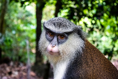 Close-up portrait of a monkey