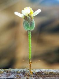 Close-up of insect on flower