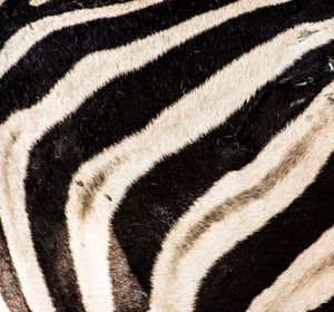 Full frame shot of zebra