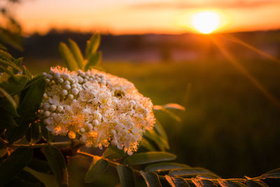 Beautiful white spring flowers blooming in the wild.