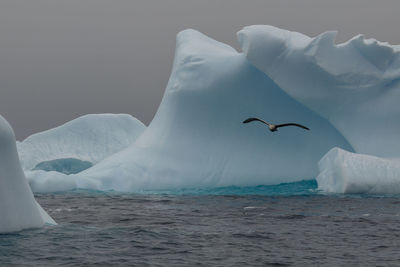 Southern giant petrel, macronectes giganteus,  flying past icebergs, antarctica.