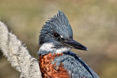 Close-up of bird