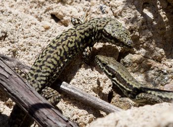 High angle view of lizard on rock