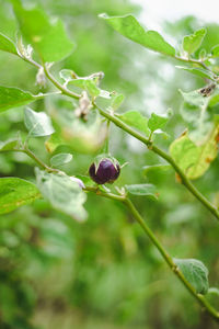 Close-up of eggplant on plant