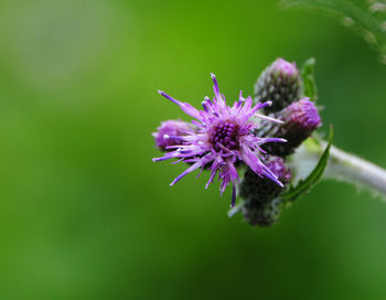 Close-up of insect on purple thistle flower