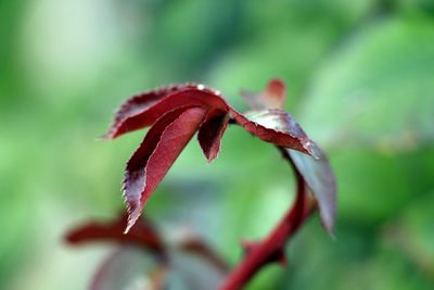 Close-up of red flower