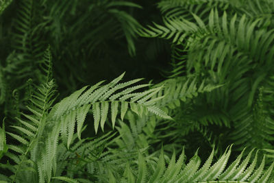 Close-up of fern leaves