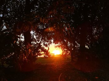 Trees on field against sky at sunset