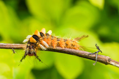 Close-up of insect