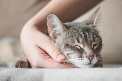 Gray striped cat with womans hand on a brown background. world pet day.