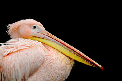 Profile view of pelican against black background