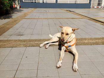 Portrait of dog relaxing on footpath