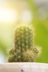 Close-up of cactus plant