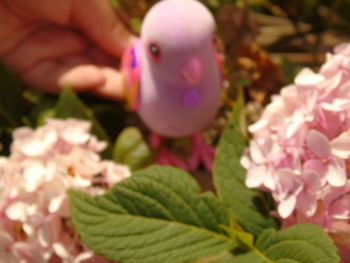 Close-up of pink flowers