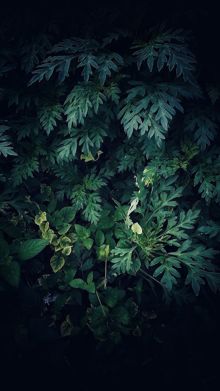 HIGH ANGLE VIEW OF PLANTS ON TREE AT NIGHT