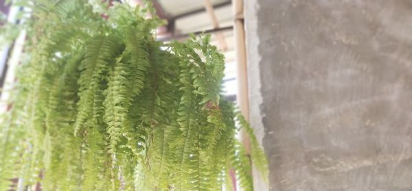 Close-up of succulent plant