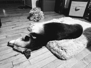 High angle view of dog sleeping on hardwood floor at home