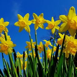 Close-up of yellow flowers against sky