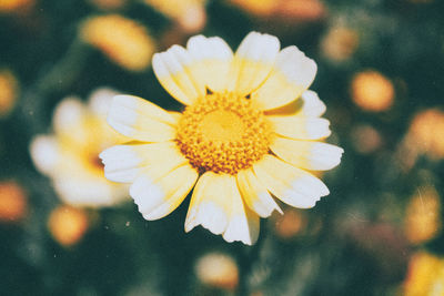 Close-up of flower blooming outdoors