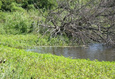 Scenic view of river in forest