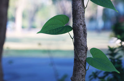 Close-up of leaves on branch