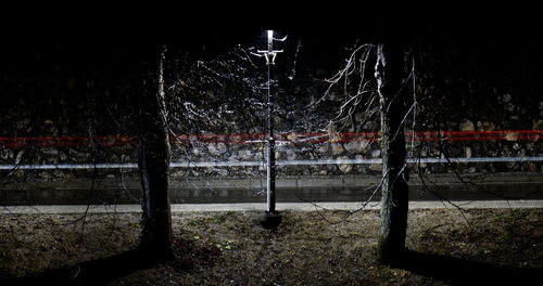 Illuminated tree against sky at night