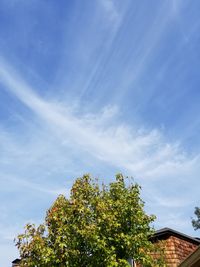 Low angle view of tree against blue sky