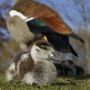 View of a bird