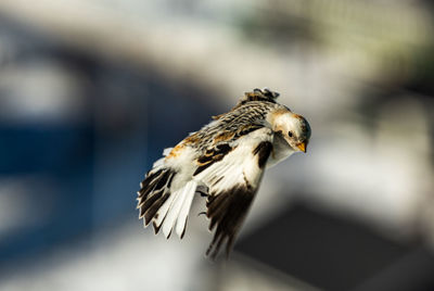 Close-up of eagle flying