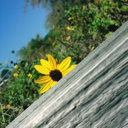 Close-up of yellow flowering plant