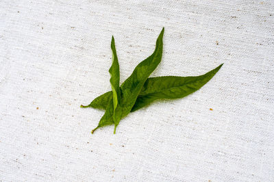 Close-up of vegetables