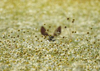 Close-up of white flowers on field