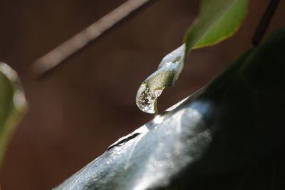 Close-up of plant against blurred background