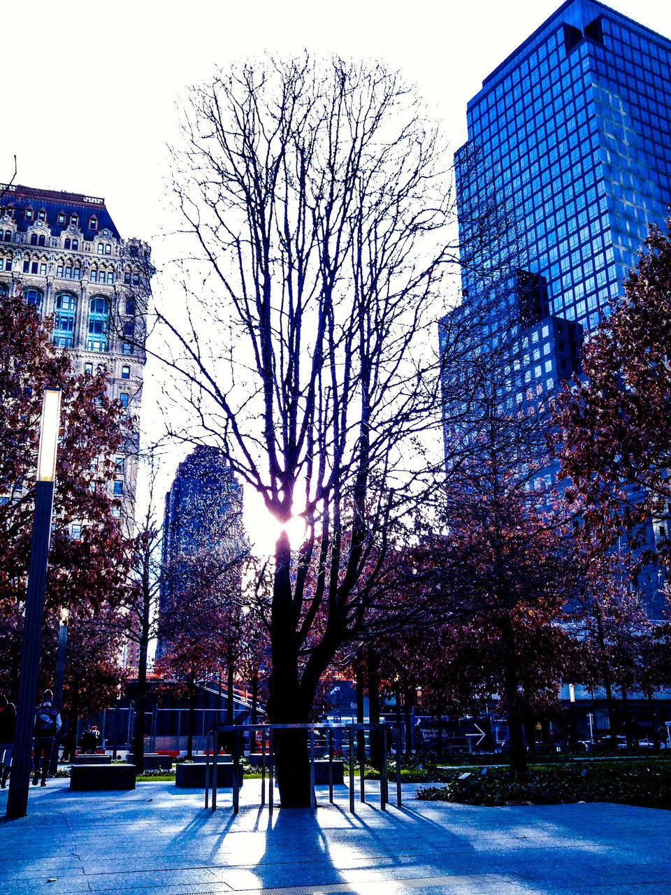 tree, building exterior, architecture, built structure, city, bare tree, sunlight, street, branch, street light, sky, sun, road, season, lens flare, residential building, sunbeam, building, outdoors, growth