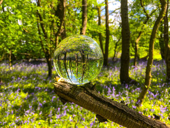 Close-up of crystal photo ball on tree trunk in bluebell wood