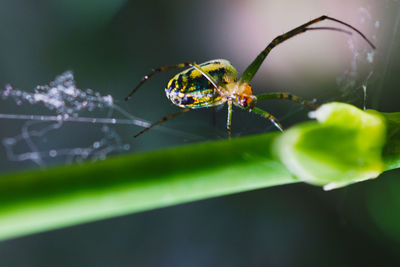 Close-up of insect