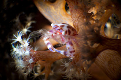 Close-up of fish swimming in sea