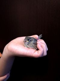 Cropped image of hand holding small bird against black background