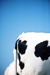 Tail end of cow