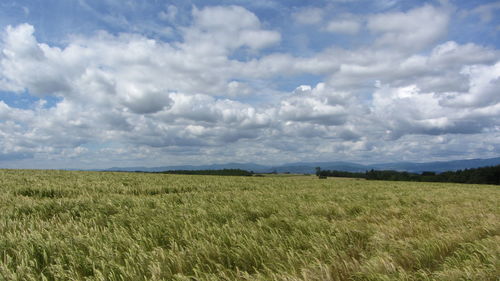 Scenic view of wheat field against sky